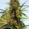 Purple #1 feminizada de Dutch Passion