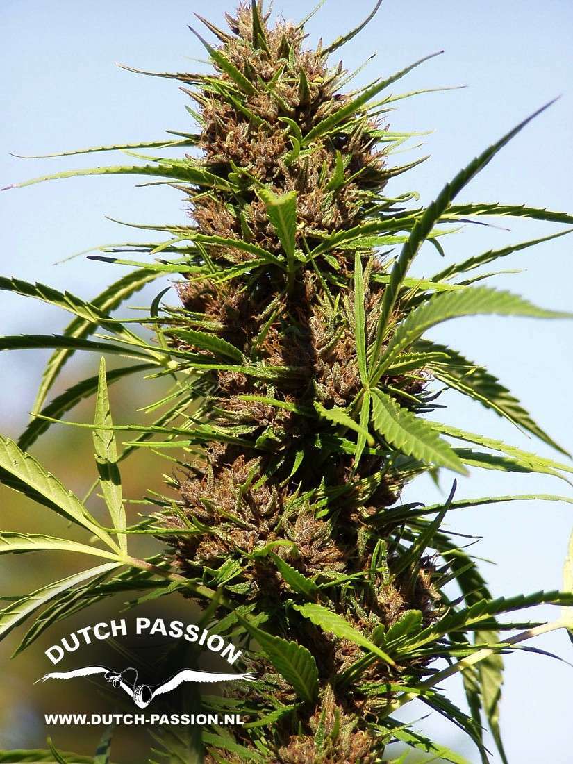 Purple #1 feminizada de Dutch Passion