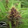Purple #1 feminizada de Dutch Passion