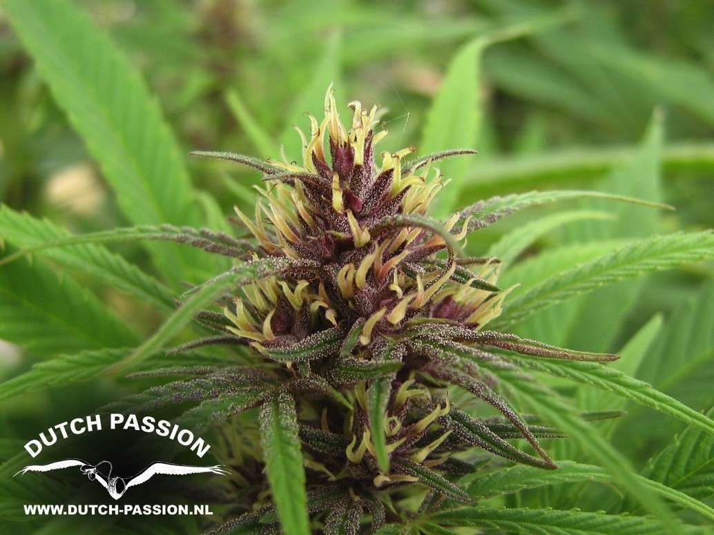 Purple #1 feminizada de Dutch Passion