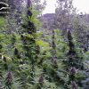 Purple #1 feminizada de Dutch Passion