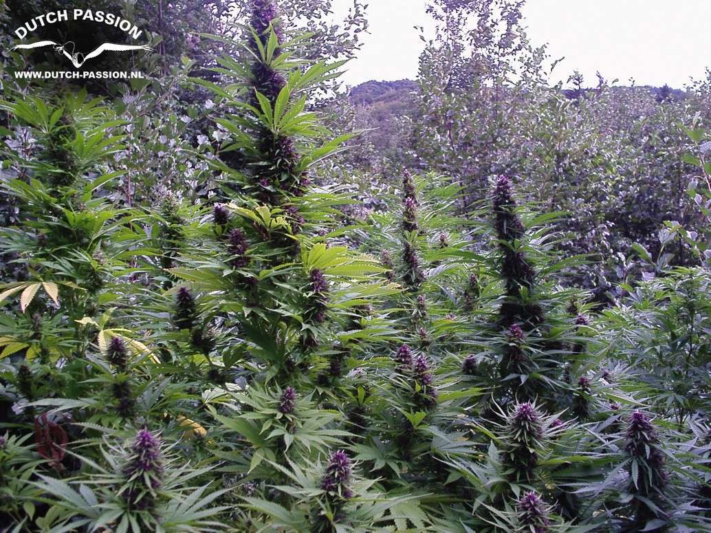 Purple #1 feminizada de Dutch Passion