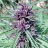 Purple #1 feminizada de Dutch Passion