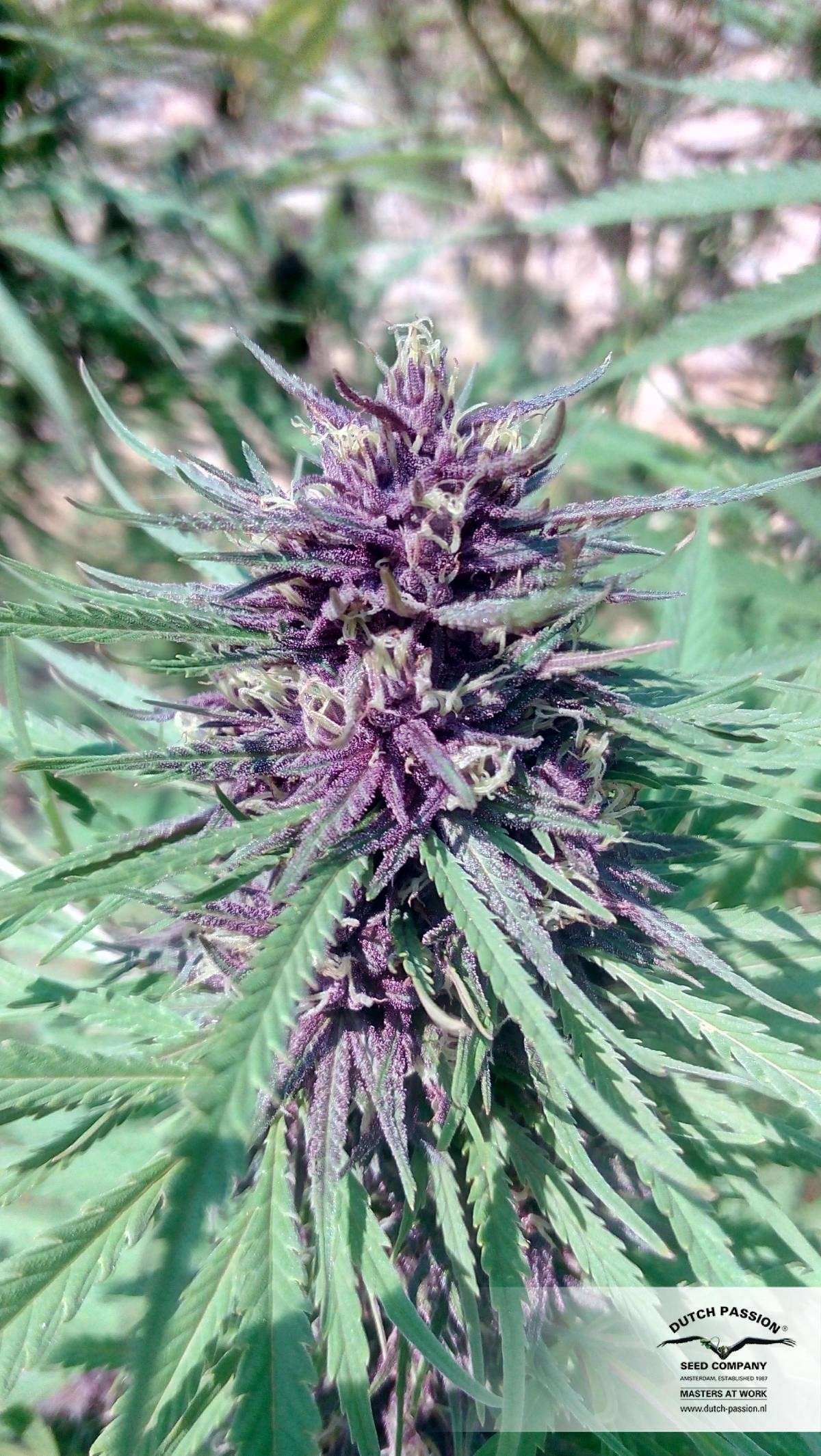 Purple #1 feminizada de Dutch Passion