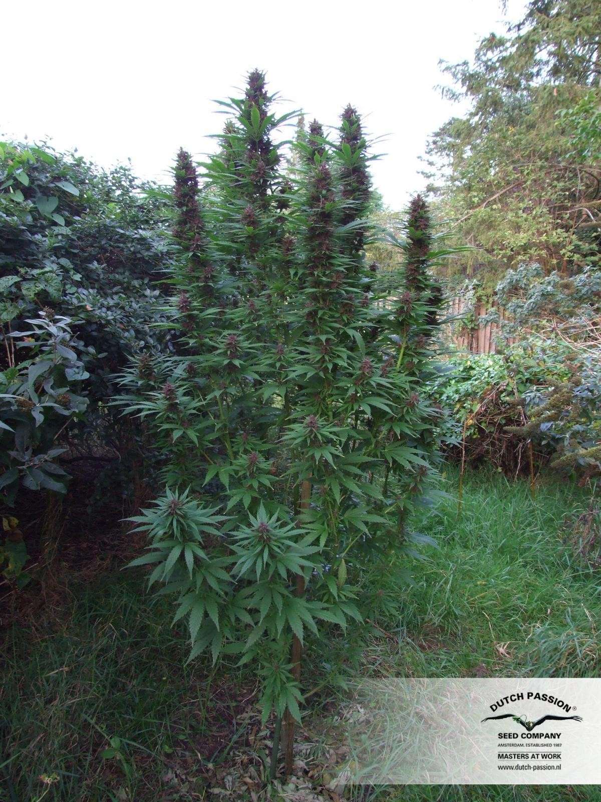 Purple #1 feminizada de Dutch Passion