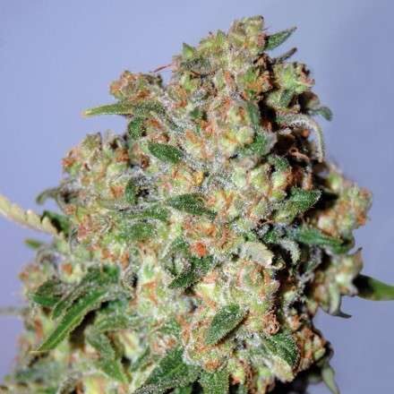 Critical feminizada de Advanced Seeds