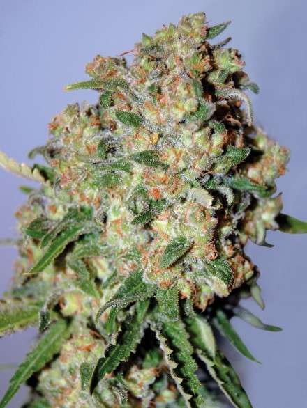 Critical feminizada de Advanced Seeds