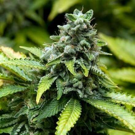 Early Widow feminizada de Advanced Seeds