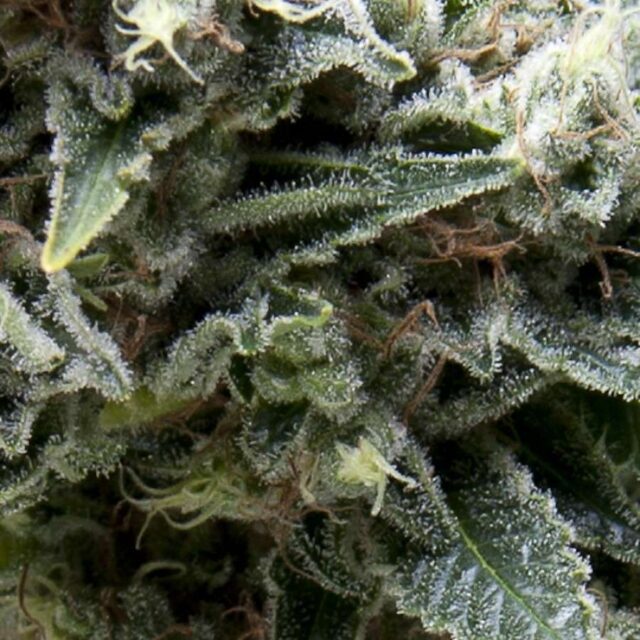 Auto New York City CBD de Pyramid Seeds
