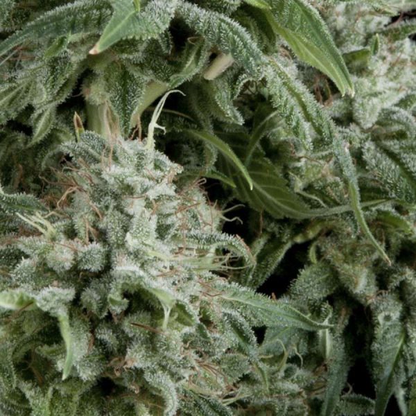 Auto Northern Lights CBD de Pyramid Seeds