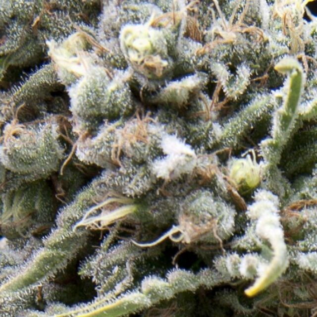 Auto White Widow CBD de Pyramid Seeds