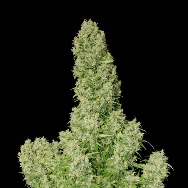 White Russian regular de Serious Seeds