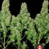 White Russian feminizada de Serious Seeds