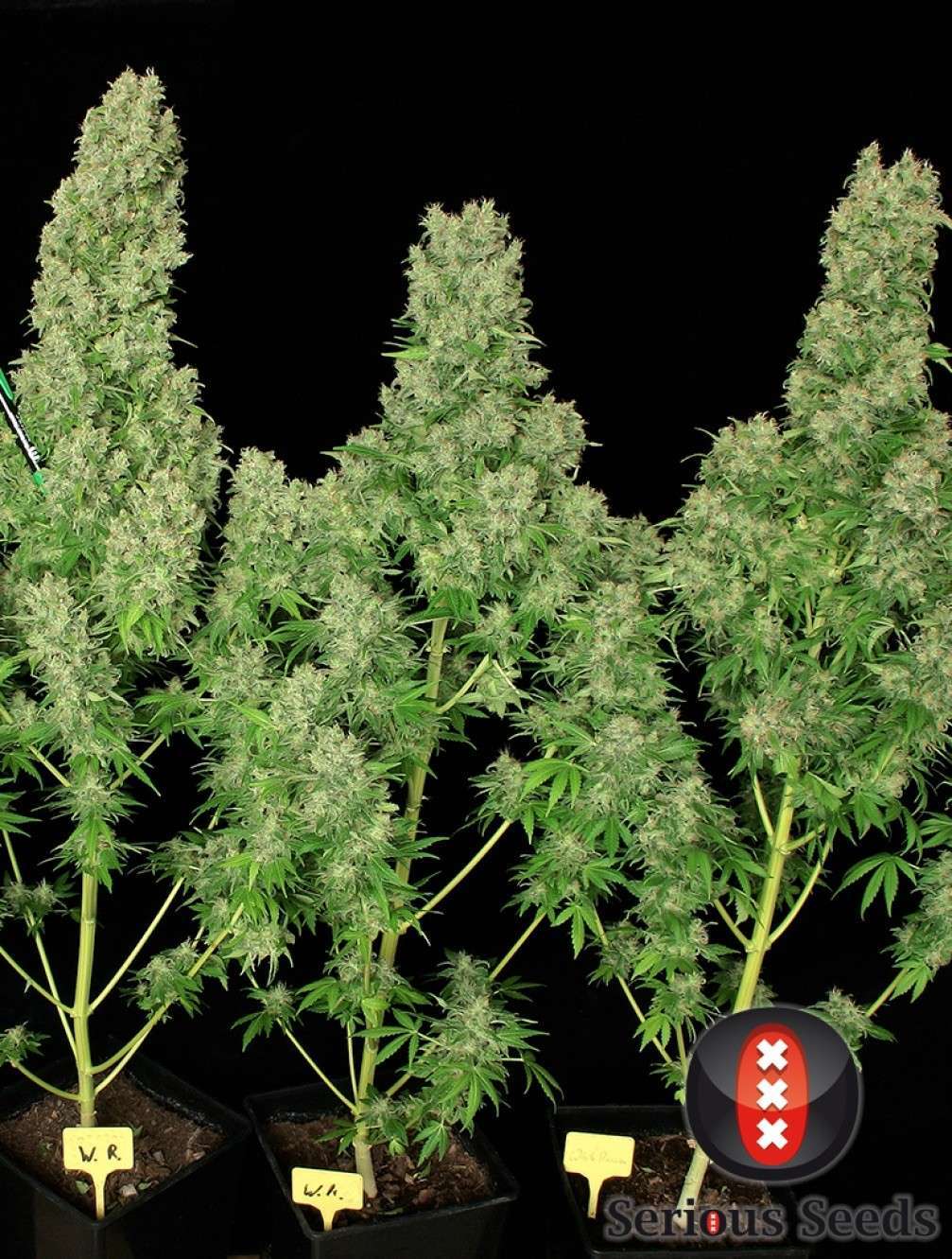 White Russian feminizada de Serious Seeds