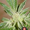 White Russian feminizada de Serious Seeds