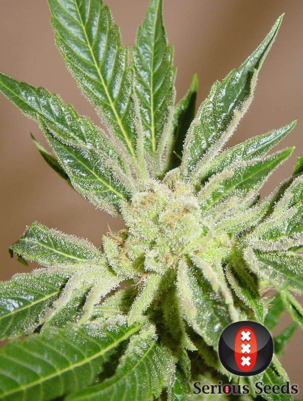 White Russian feminizada de Serious Seeds