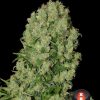 White Russian feminizada de Serious Seeds