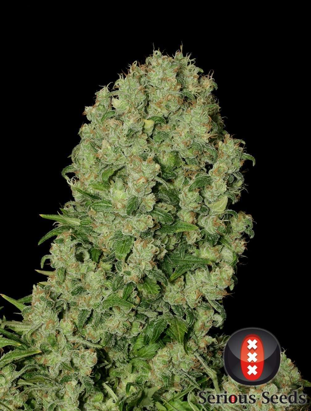 White Russian feminizada de Serious Seeds