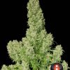 White Russian feminizada de Serious Seeds