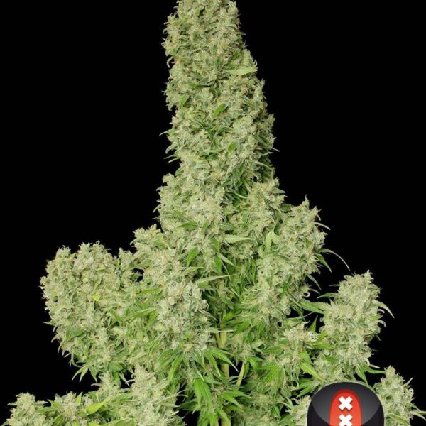White Russian feminizada de Serious Seeds