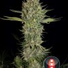 Serious Kush feminizada de Serious Seeds