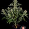 Serious Kush feminizada de Serious Seeds