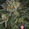 Serious Kush feminizada de Serious Seeds