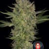 Serious Kush feminizada de Serious Seeds