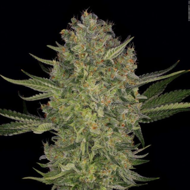 Serious Kush feminizada de Serious Seeds