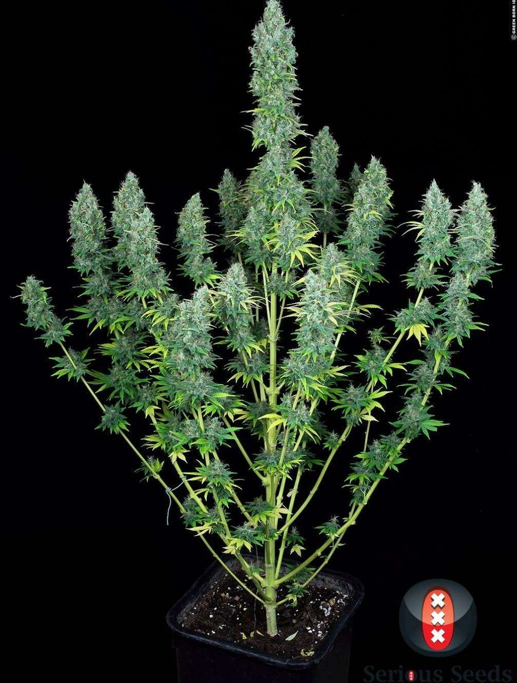 Serious Happiness regular de Serious Seeds - Imagen 2