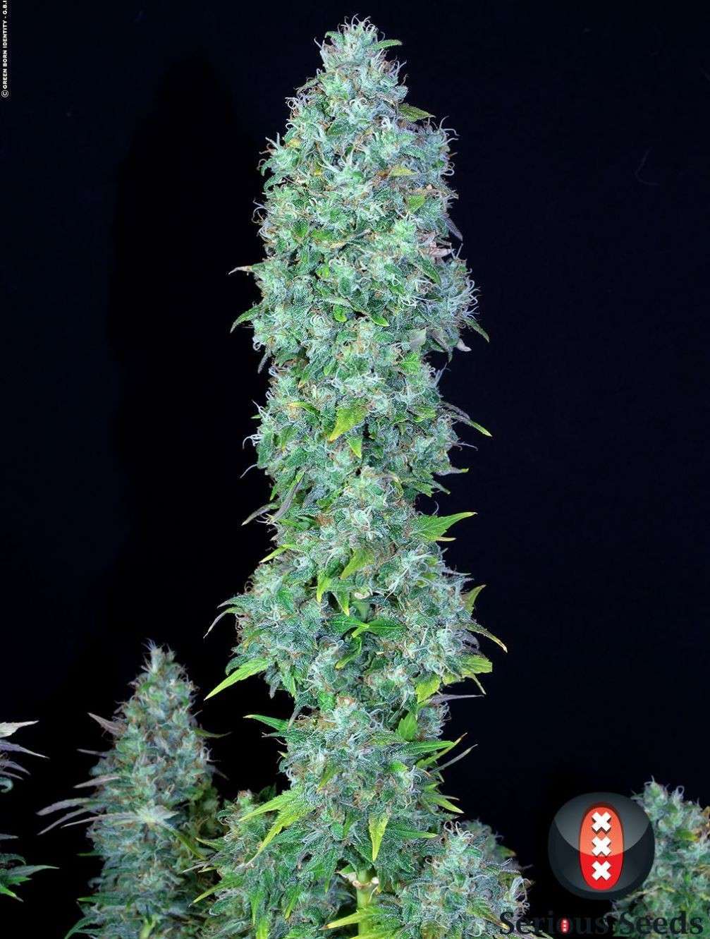 Serious Happiness regular de Serious Seeds - Imagen 3