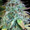 Serious Happiness regular de Serious Seeds