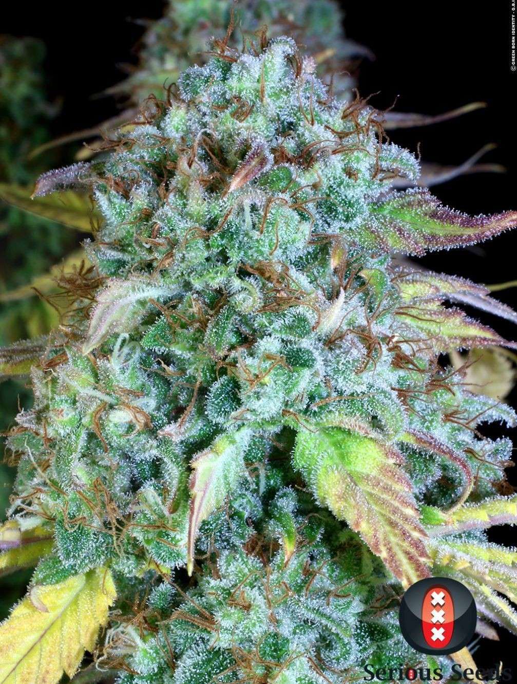 Serious Happiness regular de Serious Seeds - Imagen 4