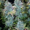 Serious Happiness regular de Serious Seeds