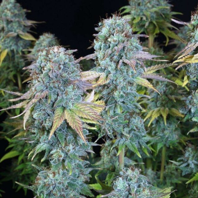 Serious Happiness regular de Serious Seeds