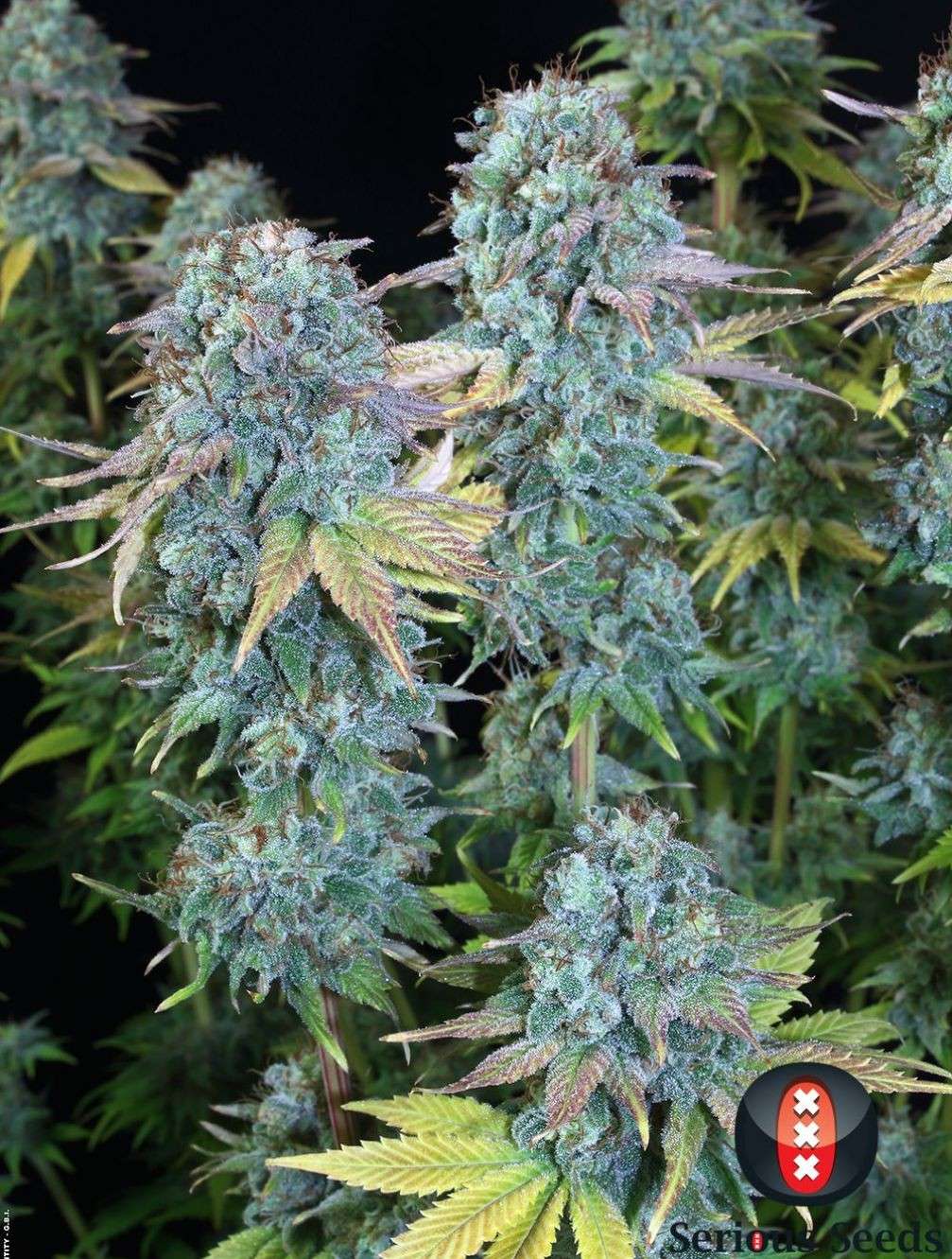 Serious Happiness regular de Serious Seeds