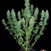 Serious Happiness feminizada de Serious Seeds