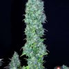Serious Happiness feminizada de Serious Seeds