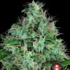 Serious Six regular de Serious Seeds