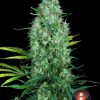 Serious Six regular de Serious Seeds