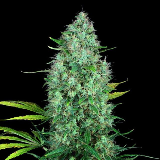 Serious Six regular de Serious Seeds