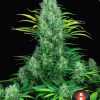 Serious Six regular de Serious Seeds