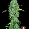 Serious Six regular de Serious Seeds