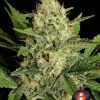 Motavation regular de Serious Seeds