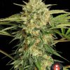 Motavation feminizada de Serious Seeds