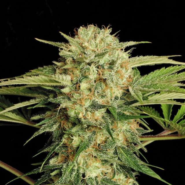 Motavation feminizada de Serious Seeds