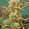 Motavation feminizada de Serious Seeds
