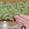 Double Dutch regular de Serious Seeds