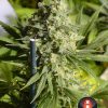Double Dutch regular de Serious Seeds