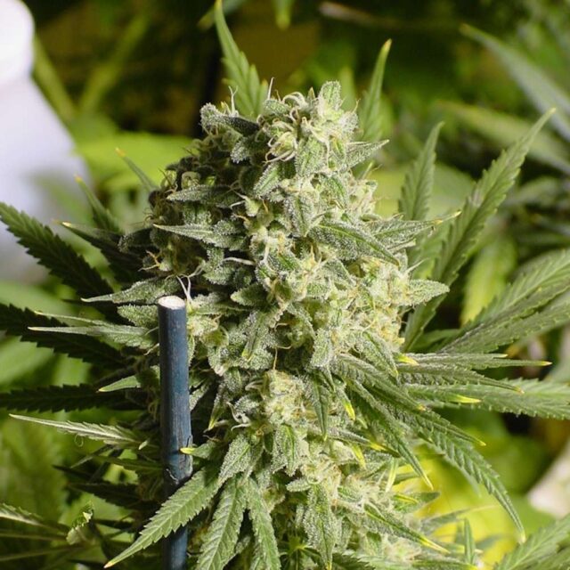 Double Dutch regular de Serious Seeds